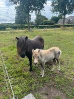 Lieve mooie drachtige shetlander merrie, Dieren en Toebehoren, Pony's, Merrie, A pony (tot 1.17m)