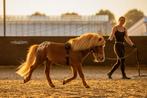 TER DEKKING Appaloosa shetlander hengst (NIET TE KOOP), Hengst