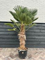 Trachycarpus Wagnerianus palmboom stamhoogte 60/80 cm, Tuin en Terras, Planten | Bomen, Ophalen, Zomer, Volle zon, Palmboom