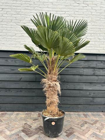 Trachycarpus Wagnerianus palmboom stamhoogte 60/80 cm  beschikbaar voor biedingen