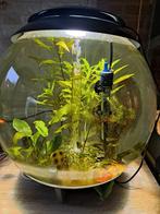 Biorb Halo 60L aquarium, Dieren en Toebehoren, Vissen | Aquaria en Toebehoren, Ophalen, Zo goed als nieuw, Leeg aquarium