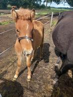 Ijslander veulen, Dieren en Toebehoren, Merrie, Minder dan 160 cm, Recreatiepaard, 0 tot 2 jaar