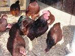 Red Island kriel | Nieuwsgierige kippen | Passend advies, Dieren en Toebehoren, Pluimvee, Meerdere dieren, Kip