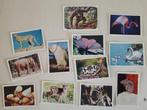 12 stuks dieren , zwaan , flamingo , muis , olifant luipaard, Meerdere plaatjes, Ophalen of Verzenden