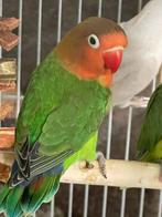 Prachtige Lieve Hand Tamme Agapornis Dwergpapegaai Fischerie, Dieren en Toebehoren, Vogels | Parkieten en Papegaaien, Meerdere dieren