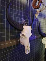 Buffelschedels - Wanddecoratie - Dieren schedel - Ram, Kouwehoek 1b, Cave & Garden, Nieuw, Ophalen of Verzenden