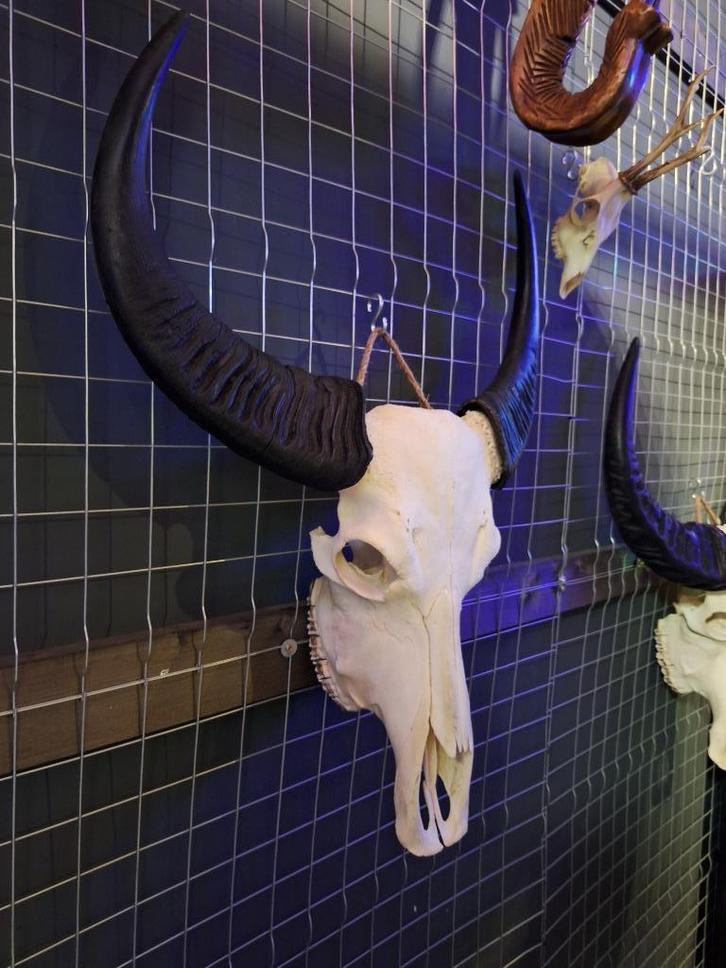 Buffelschedels - Wanddecoratie - Dieren schedel - Ram, Huis en Inrichting, Woonaccessoires | Wanddecoraties, Nieuw, Ophalen of Verzenden