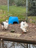 Tk 6 brahma’s columbia groot, Dieren en Toebehoren, Pluimvee, Vrouwelijk, Kip