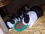 Jonge Hollander konijnen, Dieren en Toebehoren, Konijnen, Meerdere dieren, Klein, 0 tot 2 jaar