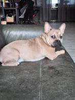 Franse bulldog pup, Dieren en Toebehoren, Honden | Bulldogs, Pinschers en Molossers, 15 weken tot 1 jaar, Reu, Bulldog, Eén hond