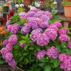 Hydrangea M. Bouquet Rose | Boerenhortensia | Chemievrij, Ophalen of Verzenden, Hortensia, Struik, Minder dan 100 cm