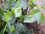 Klimop, Ophalen, Bloeit niet, Klimplanten, Halfschaduw