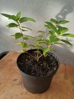Te koop pluim hortensia, Tuin en Terras, Planten | Tuinplanten, Ophalen, Overige soorten, Halfschaduw