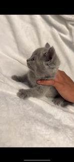 2 Britse korthaar kittens beschikbaar, Dieren en Toebehoren, Katten en Kittens | Dekkaters