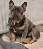 Franse bulldog Reu, Particulier, Reu, Buitenland, Parvo