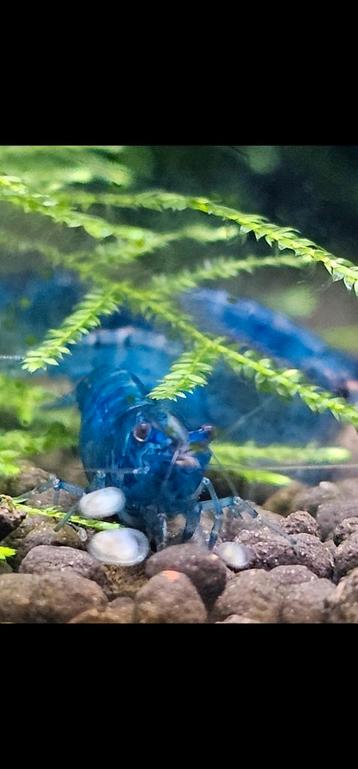 Bleu Dreams garnalen  beschikbaar voor biedingen