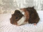 jonge cavia's, Dieren en Toebehoren, Cavia, Vrouwelijk, Januari, Tam