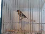 Harlekijn kanarie, Dieren en Toebehoren, Vogels | Kanaries, Meerdere dieren, Kleurkanarie