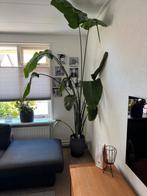 Kamerplant Strelitzia Nicolai, Tuin en Terras, Planten | Tuinplanten, Ophalen, Zomer, Volle zon
