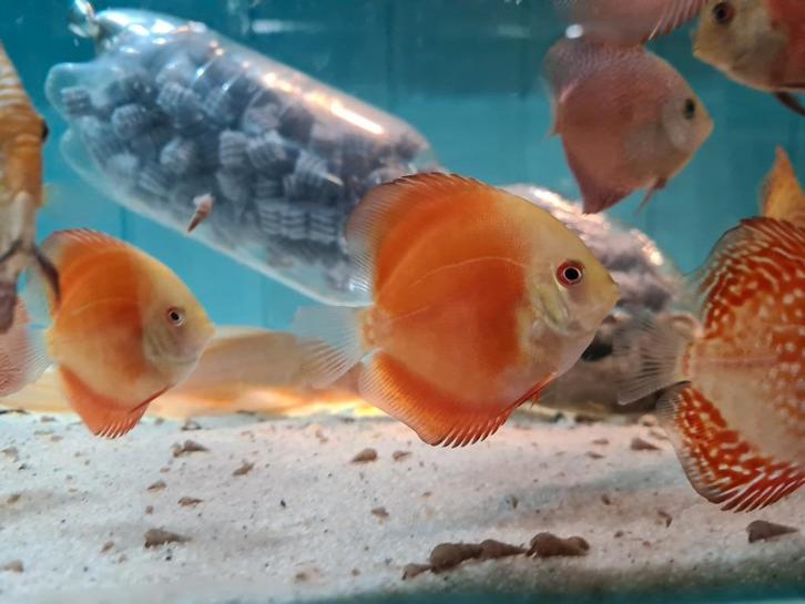 Red Melon Discus, Dieren en Toebehoren, Vissen | Aquariumvissen, Zoetwatervis, Vis