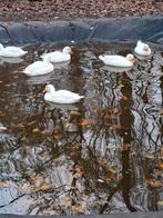 Trio kwakers man, woerd, wit, Dieren en Toebehoren, Pluimvee, Meerdere dieren, Eend