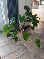 Homalomena, Huis en Inrichting, Ophalen, 100 tot 150 cm, Overige soorten, Halfschaduw