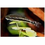 Octocinclus Affinis, Vis, Zoetwatervis, Schoolvis