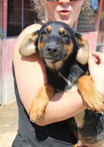 4 prachtige puppies 3.5 mnd/medium 2xv/2xm, Particulier, Rabiës (hondsdolheid), 15 weken tot 1 jaar, Buitenland