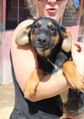 4 prachtige puppies 3.5 mnd/medium 2xv/2xm beschikbaar voor biedingen