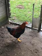 Gratis welsumer hanen, Dieren en Toebehoren, Pluimvee, Mannelijk, Kip