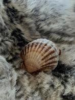 Sint Jacobsschelpen, Ophalen of Verzenden