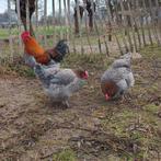 Broedeieren Marans, Dieren en Toebehoren