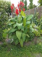 Knollen van Canna / bloemriet rood, Tuin en Terras, Bloembollen en Zaden, Ophalen of Verzenden, Voorjaar, Volle zon, Knol