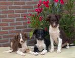 Bijzonder mooie BORDER COLLIE x FRIESE STABIJ pups, Dieren en Toebehoren, Nederland, CDV (hondenziekte), 8 tot 15 weken, Meerdere