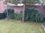Klimop, Tuin en Terras, Planten | Tuinplanten, Ophalen, Vaste plant, Bloeit niet, Halfschaduw