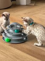 Raszuivere Bengal kittens, snow Bengalen, Dieren en Toebehoren, Katten en Kittens | Raskatten | Korthaar, Meerdere dieren, Ontwormd