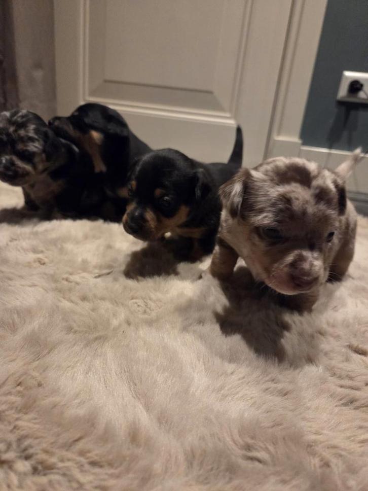 Jack Russel pups, Dieren en Toebehoren, Honden | Jack Russells en Terriërs, Meerdere dieren, Jack Russell Terriër, Particulier