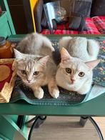 Britse korthaar, Dieren en Toebehoren, Katten en Kittens | Raskatten | Korthaar, Kater, Ontwormd, 0 tot 2 jaar