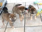 PRACHTIGE SHIBA INU PUPS, Nederland, Poolhond, Meerdere, Meerdere dieren