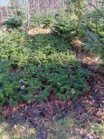 Nordmann Plantgoed, Bloeit niet, Halfschaduw, Minder dan 100 cm, Overige soorten