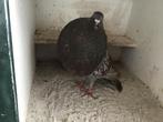 Te koop een prachtige jonge orginele gaditano duif, Dieren en Toebehoren, Vogels | Duiven, Vrouwelijk, Kropper