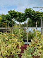 Aanbieding Bol amberboom (Liquidambar Gum Ball)., Tuin en Terras, Planten | Bomen, Ophalen, In pot, Volle zon