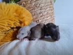 ❤️🐀Gezonde & Sociale Dumbo ratjes, Dieren en Toebehoren, Rat, Februari, Meerdere dieren, Tam