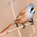 Koppel baardman geringd 2025, Dieren en Toebehoren, Meerdere dieren, Geringd