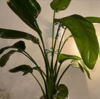 Paradijsvogelplant (Strelitzia), Ophalen, Overige soorten, Minder dan 100 cm, Volle zon