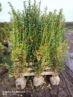 Wilde liguster struiken 150-175cm haag planten, Tuin en Terras, Planten | Struiken en Hagen, Ophalen of Verzenden, Liguster, Struik