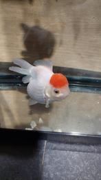 Oranda redcap, Dieren en Toebehoren, Vissen | Aquariumvissen, Vis