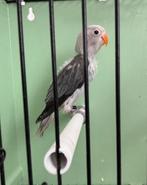 Mooie Baby Agapornis Fischeri, Dieren en Toebehoren, Meerdere dieren, Tam