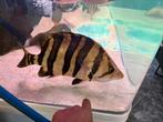 Sumatra datnioides cichla arowana potamotrygon gar tigrinus, Dieren en Toebehoren, Vis