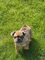 franse bulldog teefje belgie, Dieren en Toebehoren, Honden | Bulldogs, Pinschers en Molossers, CDV (hondenziekte), België, Particulier